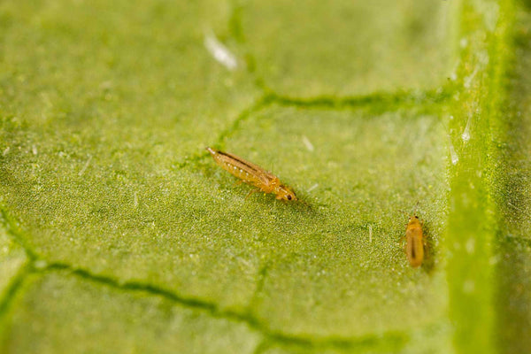 Nématodes contre les thrips ECOstyle
